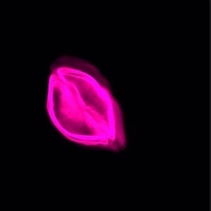 Meet your Posher, Maggie